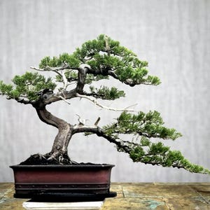 Actual Tree Juniperus Chinensis Bonsai Medium Size Original Deadwood