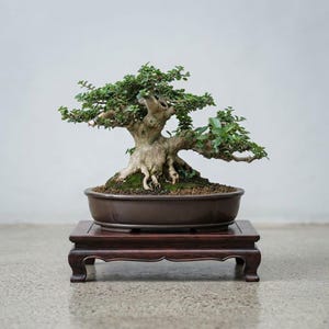 Actual Tree Premna Microphylla Bonsai - Small Size Big Trunk