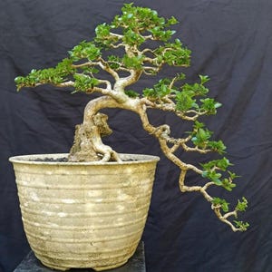 Premna Microphylla Bonsai Tree Semi Cascade Live Plant Real Picture