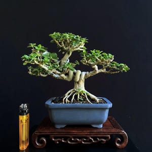 Actual Tree Premna Microphylla Split Trunk Bonsai - Dwarf Size