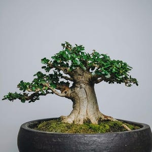 Actual Tree Premna Microphylla Mame Size Big Trunk | Bonsai Tree| Indoor Outdoor Live Plant
