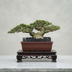 Actual Tree Premna Microphylla Bonsai - Small Size Twins Trunk