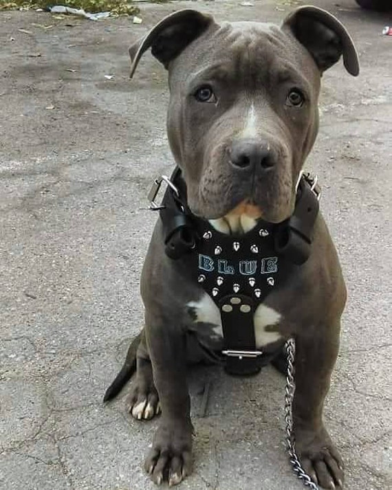 Etsy dog harness 2025