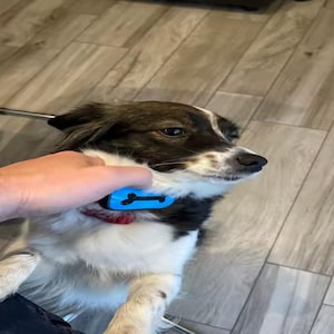 May include: A small dog with black and white fur wearing a blue collar with a black design. The dog has a red collar underneath the blue one. The dog is looking to the right.