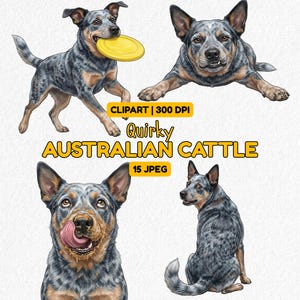 May include: A digital illustration featuring four images of Australian Cattle Dogs. One dog is running with a yellow frisbee, another is lying down, and two others are shown in close-up. Text includes "Clipart | 300 DPI", "Quirky Australian Cattle", and "15 JPEG".
