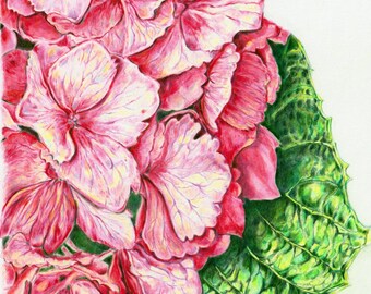pink hydrangea original botanical illustration with coloured pencil