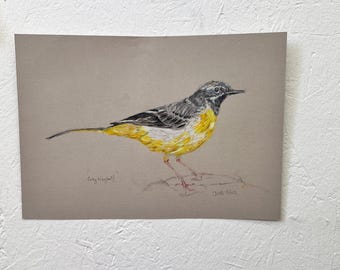Grey Wagtail bird drawing