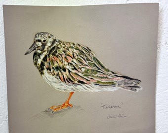 Turnstone original bird  drawing