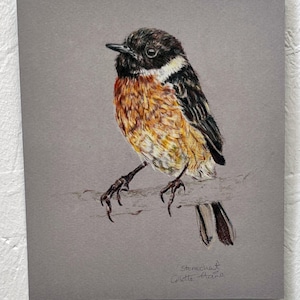 Stonechat bird drawing original