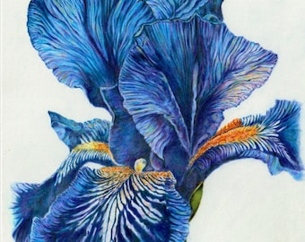 blue iris botanical illustration giclee print