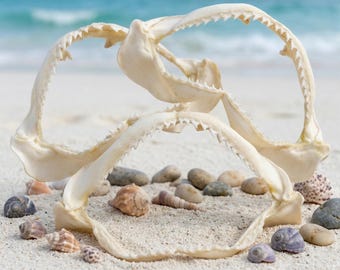 Scheletro di mascella di pesce abissale con denti /Cabinet delle stranezze /esemplare, ossa vere, lische di pesce, ossa di squalo /Oggetto per terrario /Casa gotica