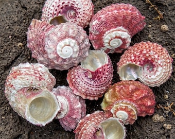 Real Red Angaria Shell Specimen | Delphinula Sea Snail | Coastal Craft Supplies & Aquarium Decor | Natural Nautical Display
