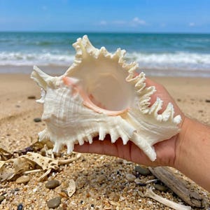 May include: A large, cream-coloured seashell with a spiky, ruffled edge and a pink interior. The shell is held in a hand, with a beach and ocean in the background. The shell is a natural, decorative item.