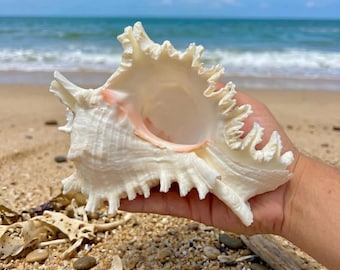 Real Large Murex Seashell | Shell  |Seashell Decoration |Coastal Home Decor |Mermaidcore Display |Beach House Centerpiece |Fairy-style Gifts