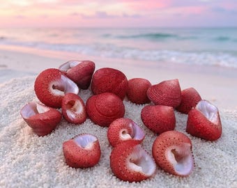 Natural Shells, Sea Snails, Strawberry Top Shells — Rare Specimens for Collectors, Hermit Crab Replacement Shells, Aquarium & Fish TankDecor