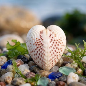 May include: A heart-shaped cockle shell with a white base and rows of reddish-brown spots. The shell features a distinct ribbed texture radiating from the center hinge, creating a symmetrical appearance with a pointed bottom and rounded top.