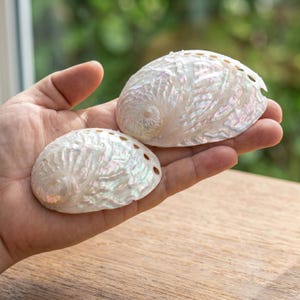 Pode incluir: Duas conchas de abalone iridescentes, exibindo um brilho perolado com toques de azul, verde e rosa. As conchas são seguradas em uma mão, revelando suas superfícies naturais e texturizadas. As conchas têm formato espiral e uma série de pequenos orifícios.