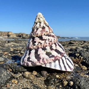 May include: A large, cone-shaped seashell with a textured surface. The shell features a pattern of black and maroon spots and stripes against a white and cream background. The shell is resting on a rocky beach with the ocean in the background.