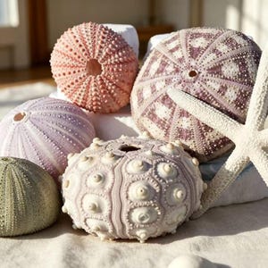 Op de afbeelding: Een verzameling zee-egelschelpen in verschillende kleuren, waaronder roze, lavendel en groen, is te zien. Een witte zeester is ook aanwezig. De schelpen hebben ingewikkelde texturen en patronen, wat een natuurlijk, kustthema creëert.