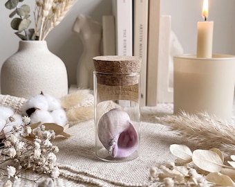 Real Purple Seashell in Glass Vial | Lavender Conch Ocean Keepsake | Miniature Beach Spell Jar | Boho Coastal Decor | Witchy Altar Favor