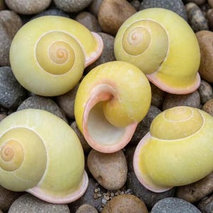 Könnte beinhalten: Fünf gelbe Schneckenhäuser mit Spiralmuster und rosa-weißen Rändern liegen auf einem Bett aus glatten, grauen und braunen Flusssteinen. Die Muscheln haben eine glatte, glänzende Textur und ein natürliches, organisches Aussehen.