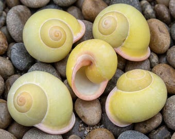 Real Yellow Land Snail Shells | Calocochlia Specimen | Fairy Garden Terrarium Decor | Botanical Craft Supplies | Exotic Snail Shell