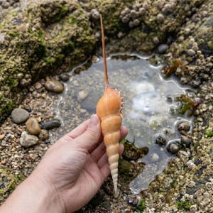 Auténtica concha de Tibia Martini / Caracol caracol de cola larga y decoración para acuario / Regalo educativo costero