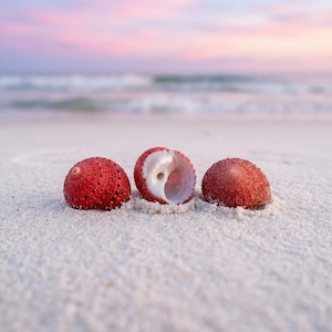 Könnte beinhalten: Drei rote Seeigel-Schalen mit strukturierter Außenseite liegen auf weißem Sand. Eine Schale ist geöffnet und zeigt das weiße Innere. Der Hintergrund zeigt einen weichen rosa-blauen Himmel über dem Meer, was eine ruhige Strandszene erzeugt.