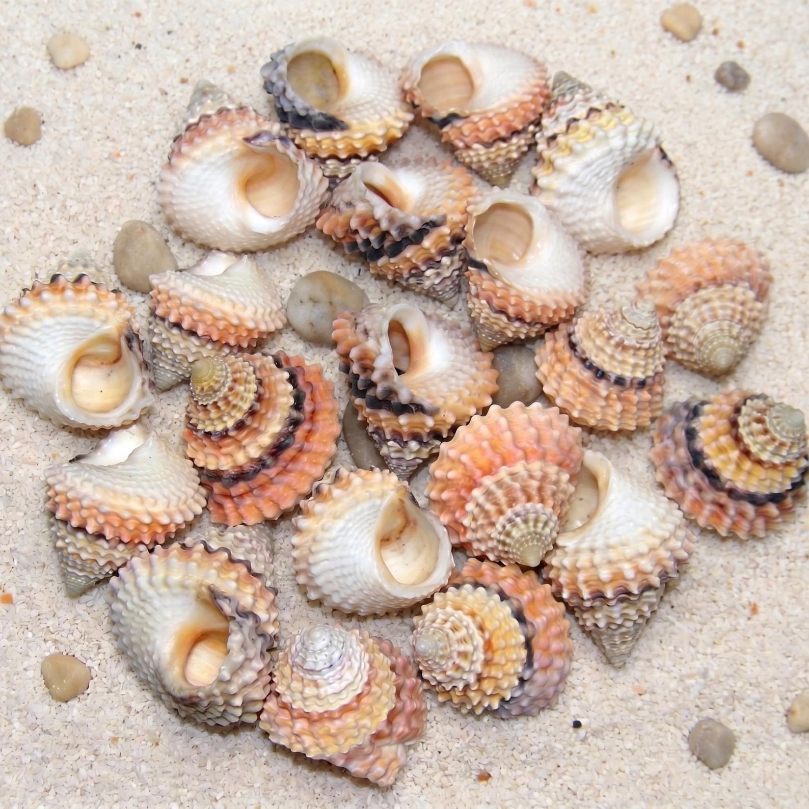 Real Beaded Periwinkle Shells | Tectarius Coronatus Specimen | Tiny ...