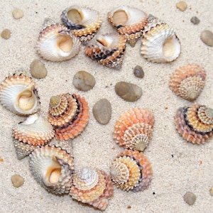 May include: A collection of spiral seashells in shades of orange, cream, and brown, arranged on a bed of fine, light-colored sand. Small, smooth, gray stones are scattered among the shells, creating a natural, beachy aesthetic.