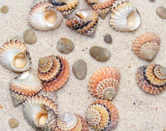 Real Beaded Periwinkle Shells | Tectarius Coronatus Specimen | Tiny Coastal Craft Supply | Miniature Terrarium Decor | Sailor's Valentine