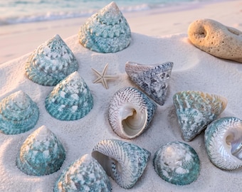 Real Green Trochus Shells | Aquarium Decor & Bulk DIY Crafts | Natural Coastal Accent