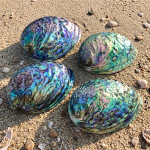 May include: Four iridescent abalone shells with a vibrant display of blues, greens, and purples. The shells are oval-shaped and rest on a sandy surface, showcasing their natural, textured surfaces. These shells are a beautiful addition to any coastal decor.