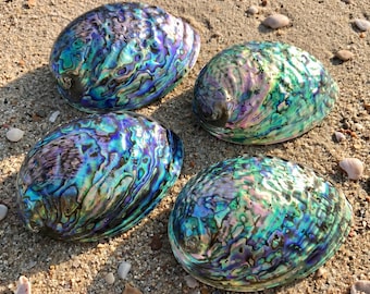 Polished Abalone Shell | Iridescent Paua Seashell | Natural Smudge Bowl | Mermaidcore Decor | Witchy Altar Supply | Coastal Mother of Pearl