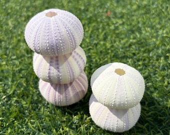Natural purple sea urchin core, Mediterranean and Nordic style decoration, can be used as a potted plant for air plants and succulents
