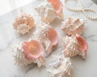 Natural seashells, Real Pink Murex Shell Specimen, aquarium decorations, photography props, hermit crab replacement shells