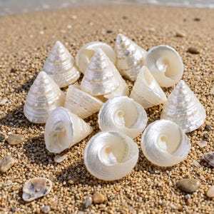Puede incluir: Un conjunto de conchas blancas nacaradas, algunas cónicas y otras en espiral, se disponen sobre una playa arenosa. Las conchas varían en tamaño y forma, con algunos pequeños guijarros esparcidos alrededor. La escena está iluminada por la luz natural.