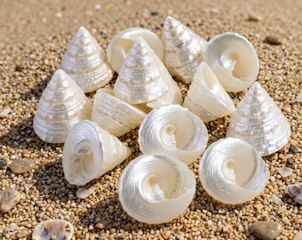 Natural Shells  |  Silver Pearl Trochus Shells | DIY Crafting & Aquarium Decor | Pearlescent Coastal Accent