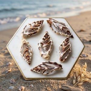 May include: Six intricately patterned seashells are arranged on a white hexagonal tray with a gold rim, set against a sandy beach backdrop. The shells display a mix of brown and cream hues, with detailed internal structures. The scene evokes a coastal theme.