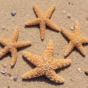 May include: Four orange starfish with textured surfaces are arranged on a sandy beach. Small seashells and pebbles are scattered around the starfish, creating a natural coastal scene. The starfish are in various positions, with their arms spread out.