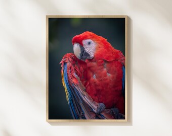 Hellroter Ara Wildtiere Fotografie, roter Papagei Wandkunst, Tropenvogel Fotografie, exotischer Papagei-Dekor, bunte Wildtier-Wandkunst