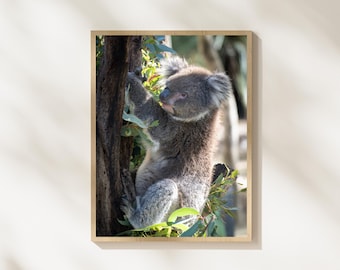 Koala Wildtier Fotografie Druck, australische Koala Wandkunst, niedliche Tier Fotografie, Eukalyptusbaum Natur Foto, australische Wildtiere Kunst