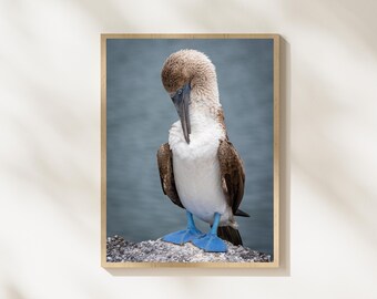Blue Footed Booby Photography, Galapagos Bird Portrait, Wildlife Bird Wall Art, Tropical Bird Photography, Nature Wildlife Print Download