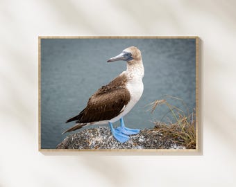 Blue Footed Booby Wildlife Photography Print, Galapagos Bird Wall Art, Ocean Wildlife Photography, Seabird Nature Decor, Coastal Wall Art