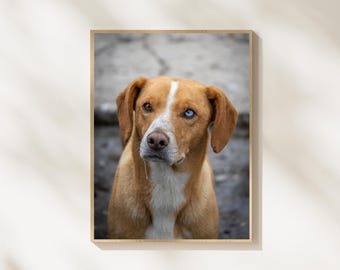 Hundeportrait Wandkunst Heterochromia Hund Fotografie Blaues Auge Braunes Auge Haustier Druck