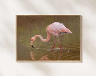Flamingo Wildlife Photography Print, Pink Flamingo Wall Art, Elegant Bird Photography, Tropical Bird Decor, Wildlife Nature Wall Art