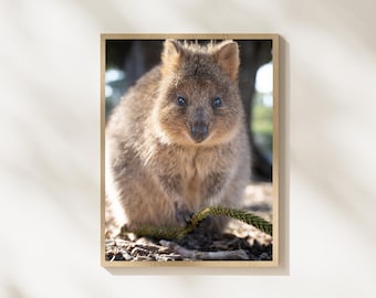 Quokka Wildlife Photography Print, Cute Quokka Wall Art, Australian Animal Photo, Smiling Wildlife Portrait, Nature Animal Decor