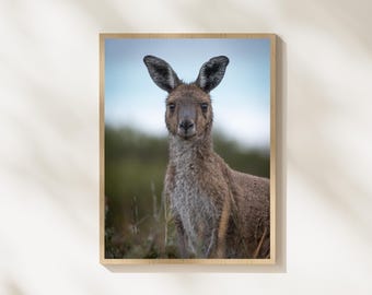 Australian Kangaroo Wall Art – Wildlife Photography Print – Kangaroo Portrait Nature Photo – Australia Animal Wall Decor