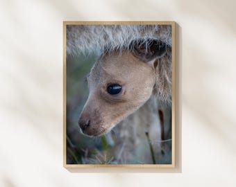 Australia Wildlife Photo Bundle – Koala, Quokka, Kangaroo & Native Animals Wall Art – Australian Animal Photography Set