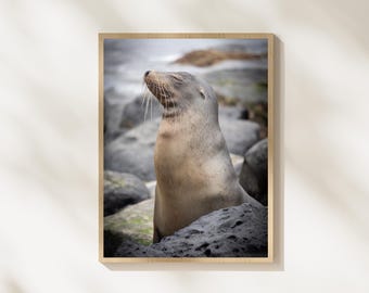 Galapagos Sea Lion Wildlife Photography Print, Coastal Animal Wall Art, Ocean Wildlife Photography, Relaxed Sea Lion Decor, Marine Wildlife
